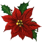 poinsettia